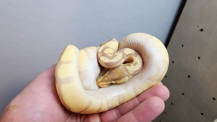 Female Banana Enchi Ball Python