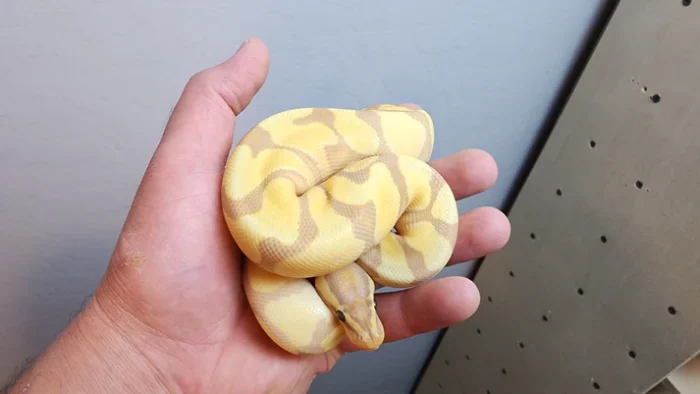 Female Banana Enchi Ball Python