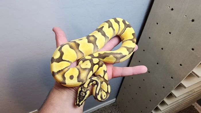 Male Enchi Pastel OD YB Het Hypo PH Clown PH PIED Ball Python