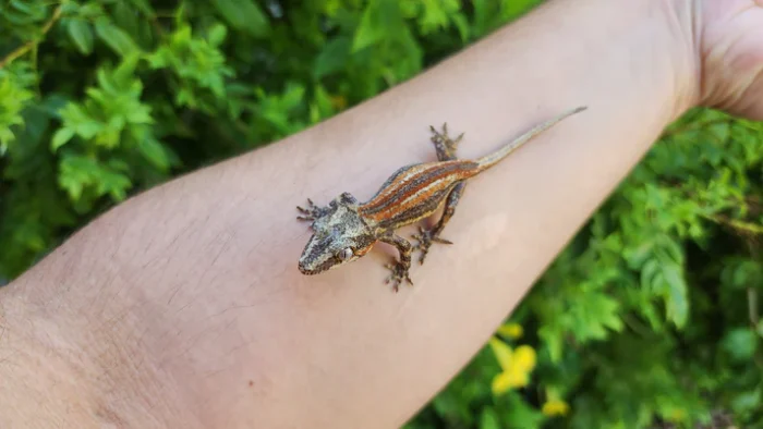 Red/Orange Stripe Gargoyle Gecko