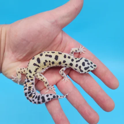 Bold Eclipse Leopard Gecko Adult Female