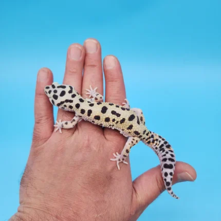 Bold Eclipse Leopard Gecko Adult Female