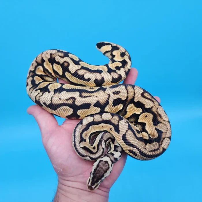 Male YB Pastel Puzzle (585g)