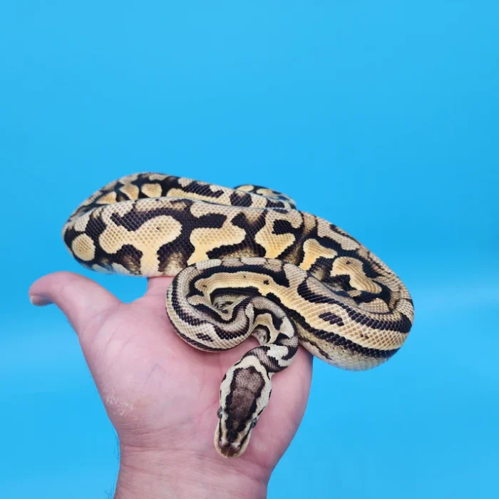 Male YB Pastel Puzzle (585g)