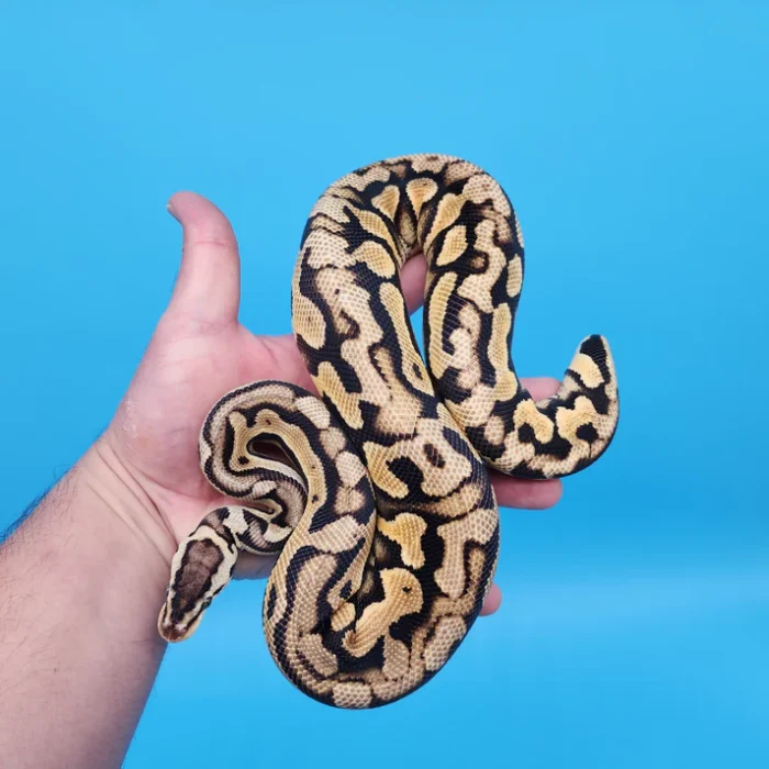 Male YB Pastel Puzzle (585g)