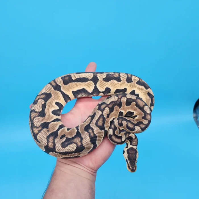 Male Pastel Puzzle (565g in shed)