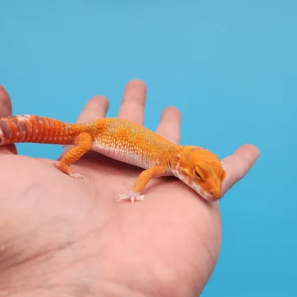 Red Stripe Tremper Leopard Gecko Adult