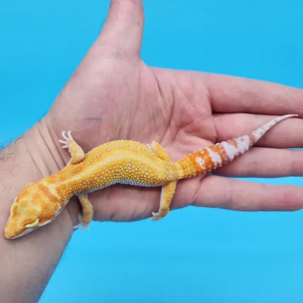 White & Yellow Tremper Adult