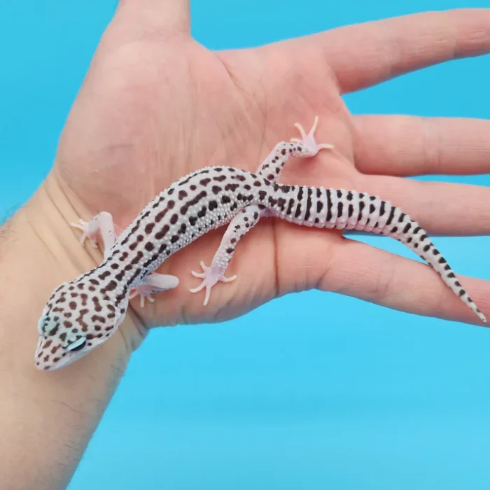 Super Snow Leopard Gecko Adult