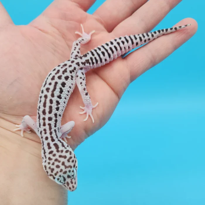 Super Snow Leopard Gecko Adult