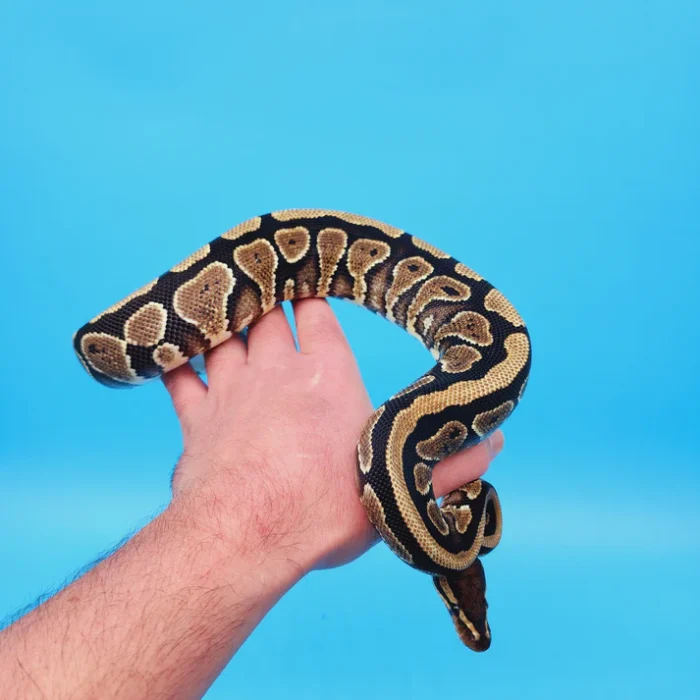 Male 100% Het Puzzle Possible Yellow Belly