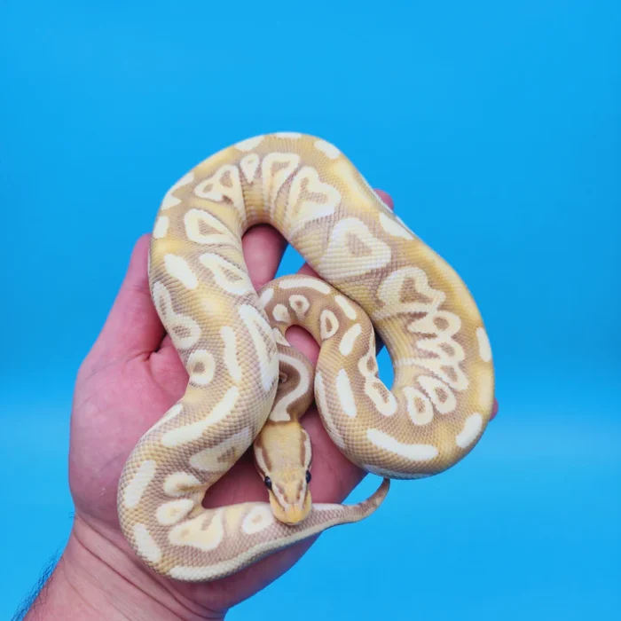 Male Banana Pastel Mojave Yellow Belly 100% Het Puzzle (Possible Fluff)