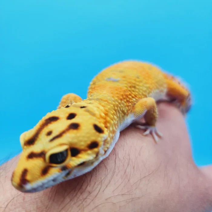 OG Tangerine Leopard Gecko Adult Female (#32323-05)