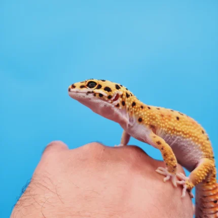 OG Tangerine Leopard Gecko Adult Female (#32323-03)