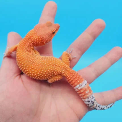 OG Tremper Sunglow Leopard Gecko Adult Female