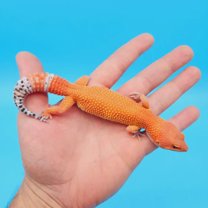 OG Tremper Sunglow Leopard Gecko Adult Female