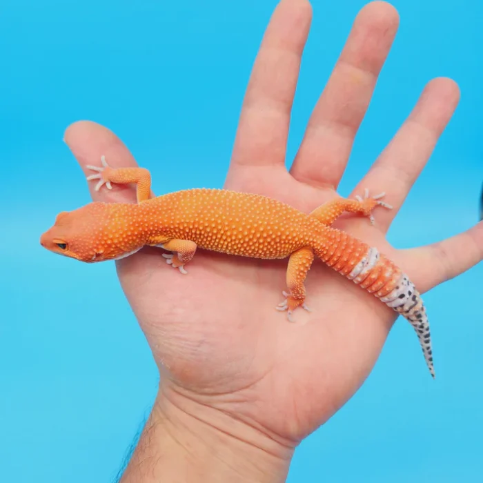 OG Tremper Sunglow Leopard Gecko Adult Female