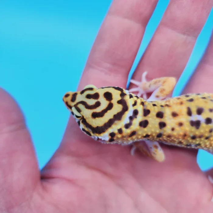 OG Tangerine Leopard Gecko Adult Female (#32323-02)