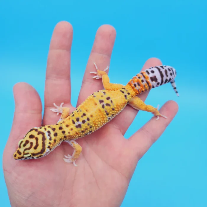 OG Tangerine Leopard Gecko Adult Female (#32323-02)