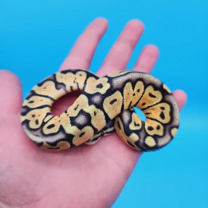 Female Super Pastel Het Puzzle Possible Het Clown Ball Python