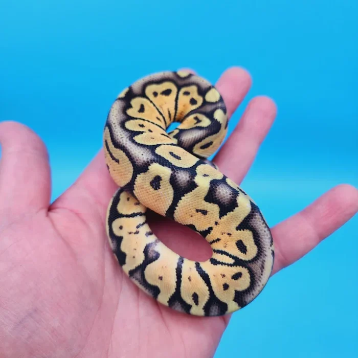 Female Super Pastel Het Puzzle Possible Het Clown Ball Python