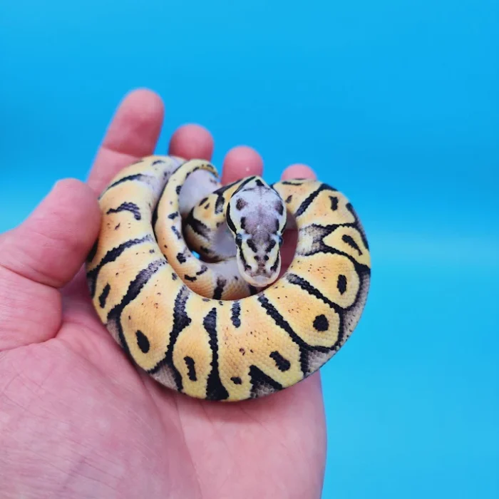 Female Super Pastel Het Puzzle Possible Het Clown Ball Python