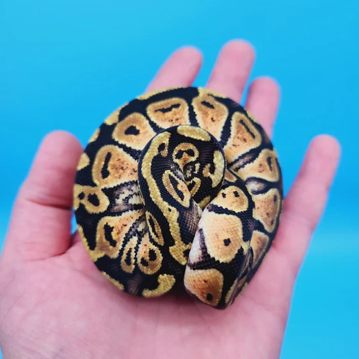 Female Pastel Het Puzzle Possible Het Clown Ball Python