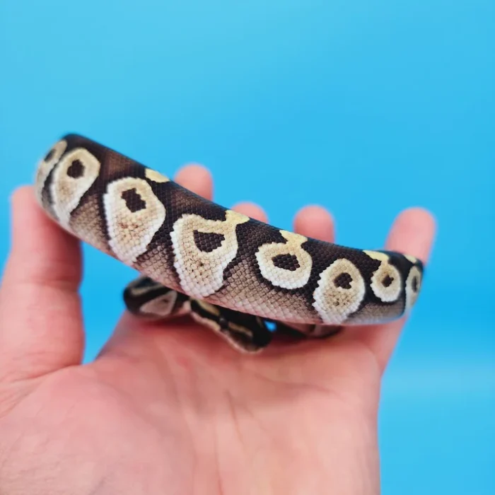 Male Black Head Lesser Ball Python