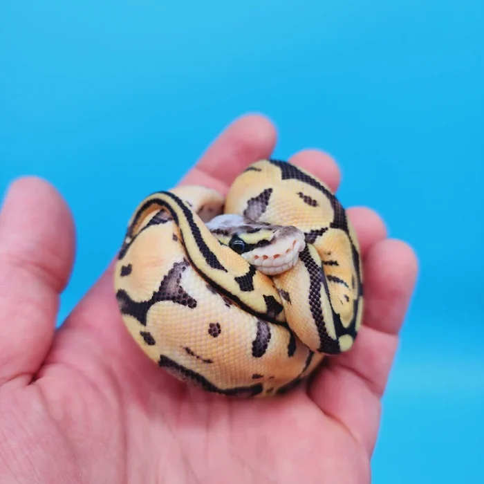 Female Super Pastel Het Puzzle Possible Het Clown Ball Python