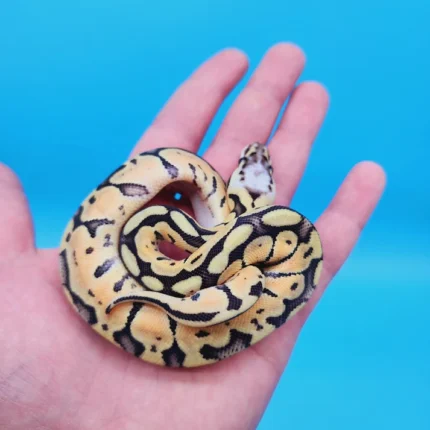 Female Super Pastel Het Puzzle Possible Het Clown Ball Python