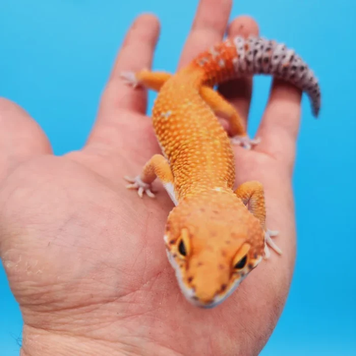 Ink Spot OG Tangerine Leopard Gecko Adult (#32323-06)