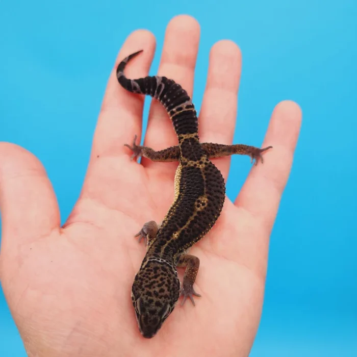 Black Knight Leopard Gecko