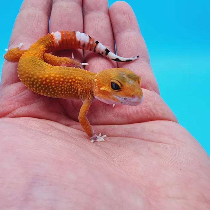 Hypo Het. Eclipse Leopard Gecko Adult