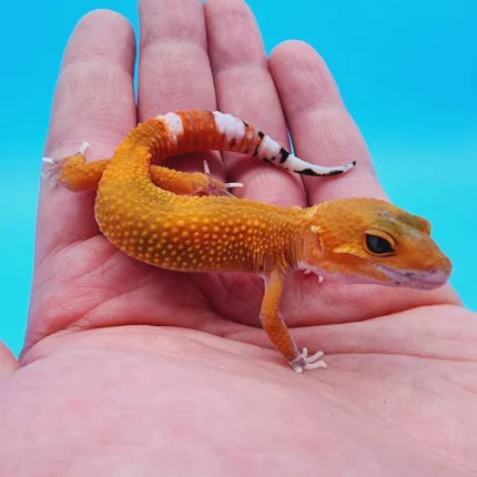 Hypo Het. Eclipse Leopard Gecko Adult