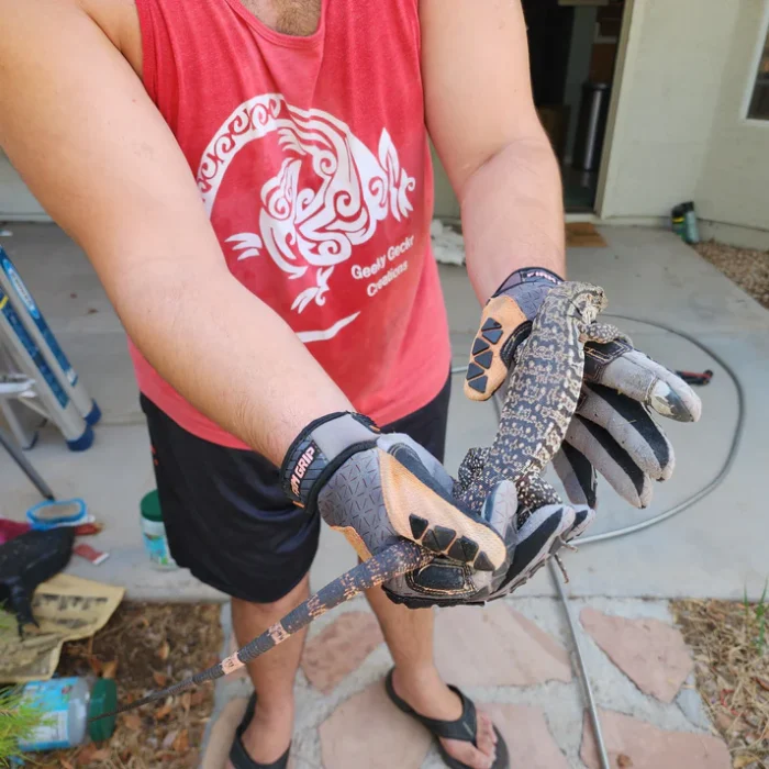 2023 Juvenile High White Red Tegu [Can mix with other tegu discounts!]