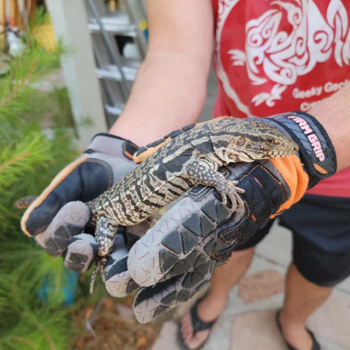 2023 Juvenile High White Red Tegu [Can mix with other tegu discounts!]