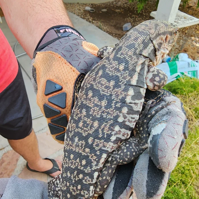 2023 Juvenile High White Red Tegu [Can mix with other tegu discounts!]