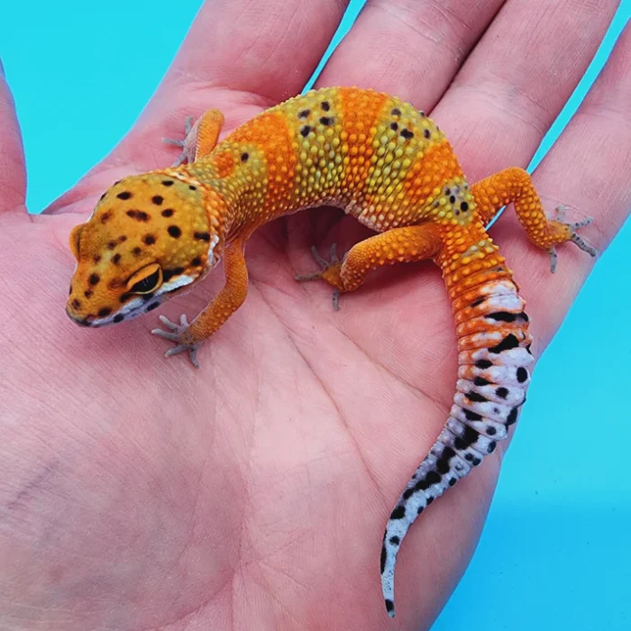 OG Tangerine Het Tremper Leopard Gecko Adult