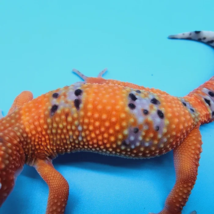 FIRE Mandarin Inferno 100% Het Tremper Albino *MUCH nicer in person!*