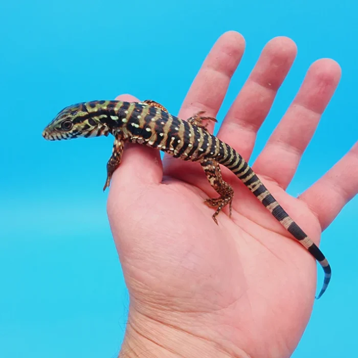 2024 Baby High White Red Tegu - *BUY 2 get ONE FREE!*