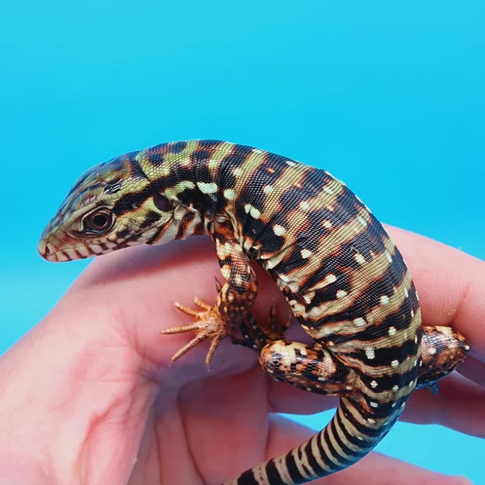 2024 Baby High White Red Tegu - *BUY 2 get ONE FREE!*