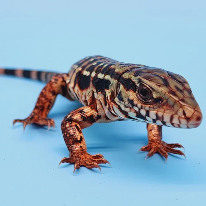 2024 Baby High White Red Tegu - *BUY 2 get ONE FREE!*