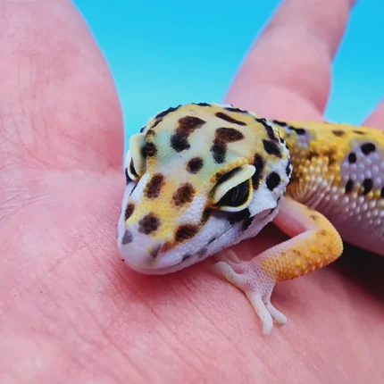 Tremper Albino Giant Leopard Gecko Young Adult Female