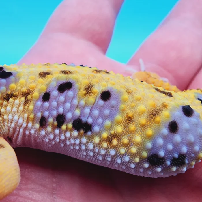 Tremper Albino Giant Leopard Gecko Young Adult Female