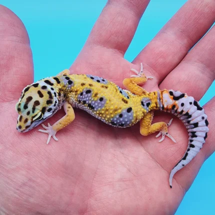 Tremper Albino Giant Leopard Gecko Young Adult Female