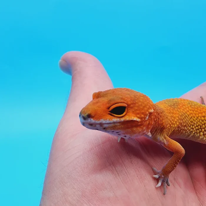 Super Hypo Mandarin Inferno 100% Het Tremper Albino Jungle