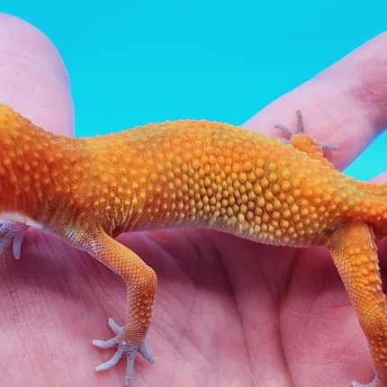 Super Hypo Mandarin Inferno 100% Het Tremper Albino Jungle