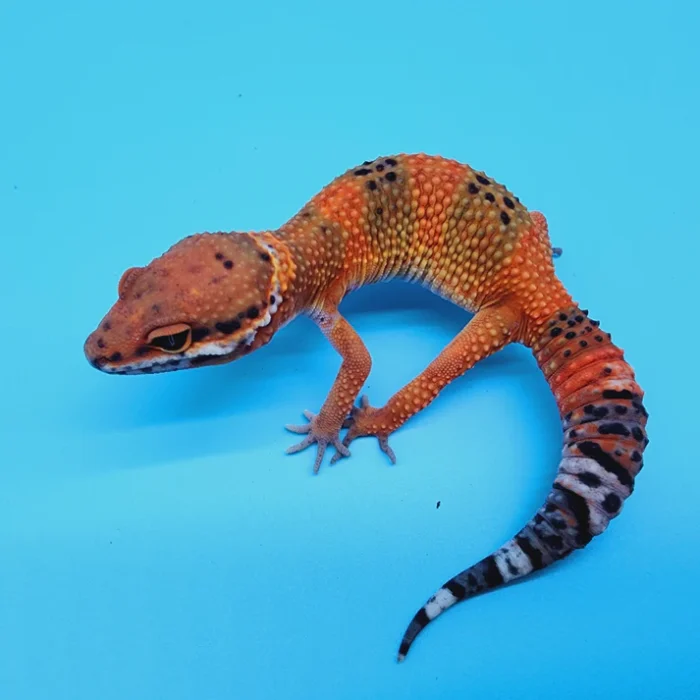 Mandarin Inferno 100% Het Tremper Albino