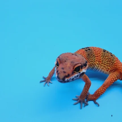 High White Mandarin Inferno Tremper Albino