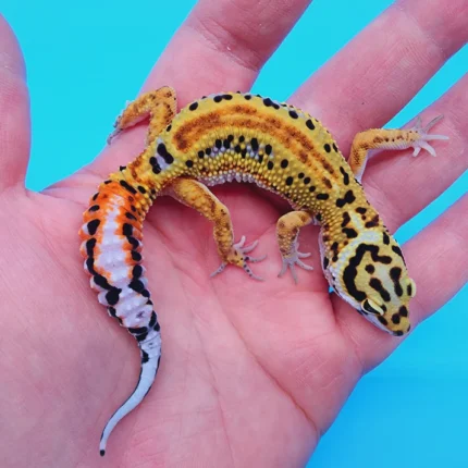 TBS Fire Bold Halloween Mask Red Stripe Bandit 100% Het Tremper Albino